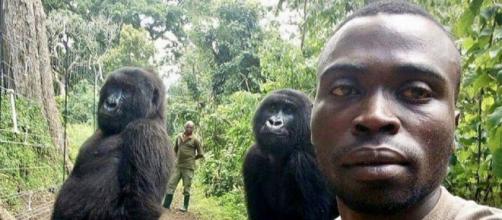 La gorila se volvió viral gracias a la particular selfie de su cuidador (@gorillacd)