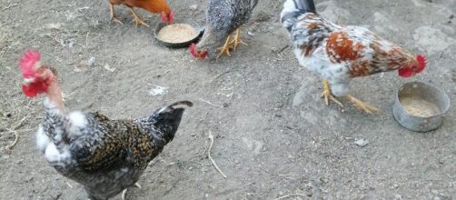 Allevamento di galline allevate a terra