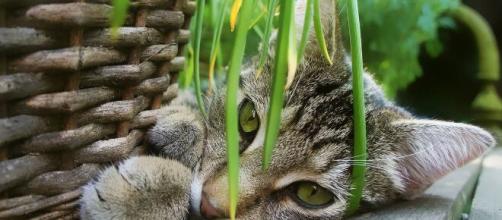 Elle transforme son chat jardin zen et crée une tendance sur le web - Source : image d'illustration, Pixabay