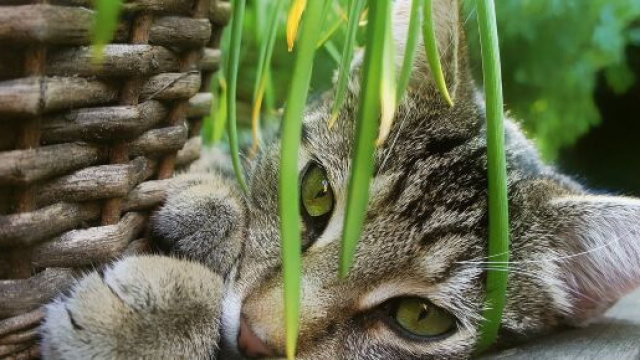 Elle transforme son chat jardin zen et crée une tendance sur le web - Source : image d'illustration, Pixabay