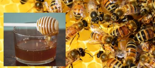Las normativas permiten mezclar miel de diversos orígenes y etiquetarla como española (Piqsels)