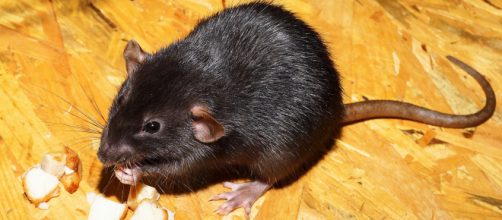 La rata negra es de origen asiático; habita en los árboles y trasmite enfermedades (Piqsels)