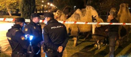 La Policía Nacional encontró a los camellos en una intersección de Carabanchel (Twitter, policia)