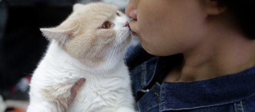 Gato salva a vida de seu dono arranhando seu rosto. Relação entre humanos e animais não é apenas de sobrevivência (Arquivo Blasting News)