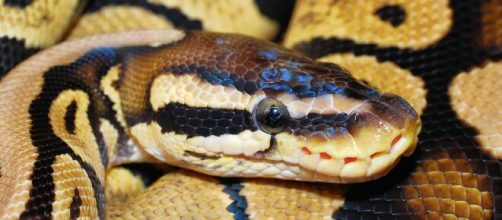 La serpiente pitón pesó ocho kilogramos (Pixabay)