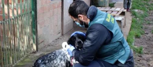 La Guardia Civil encontró a las madres de los cachorros (Guardia Civil)