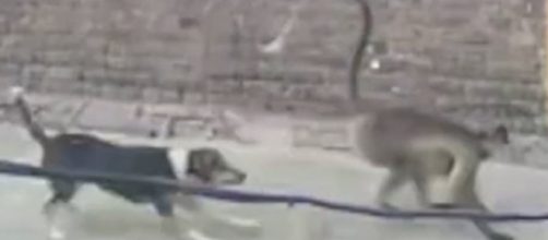 Los monos asesinos atacaron a los cachorros por venganza (Televisión India)