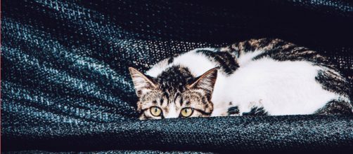 Los gatos, libres, independientes y psicópatas, según un estudio científico británico (Piqsels)