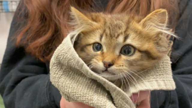 Une petite chatte vient d'être adoptée -©capture d'écran page Facebook