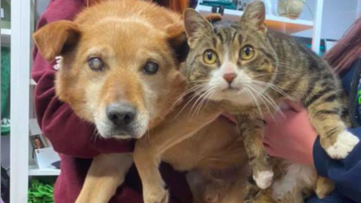 Un Chien Aveugle Et Son Frere Chat Abandonnes Le Refuge Ne Veut Pas Les Separer