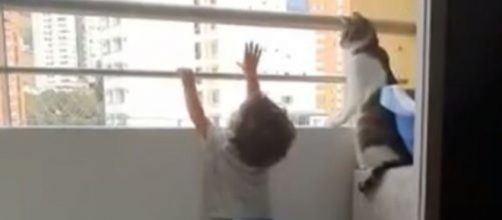 Ce chat va sauver la vie d'un enfant sur un balcon - Photo capture d'écran vidéo