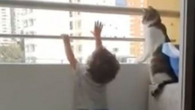 Ce chat va sauver la vie d'un enfant sur un balcon - Photo capture d'écran vidéo