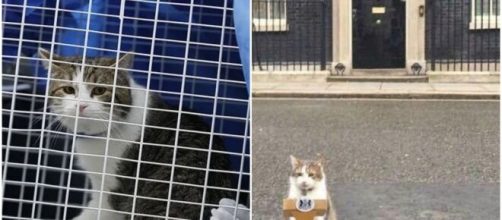 Larry, le chat qui accompagne le locataire du 10 Downing Street depuis 10 ans - ©montage Twitter