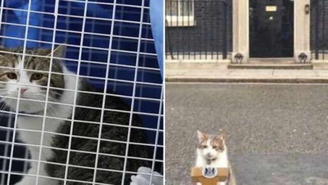 Larry, le chat qui accompagne le locataire du 10 Downing Street depuis 10 ans - ©montage Twitter