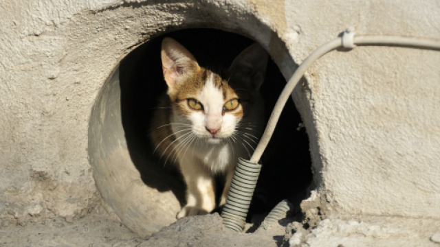 L'attitude des agents de la ville envers des chats errants choque les internautes. &copy;Pixabay