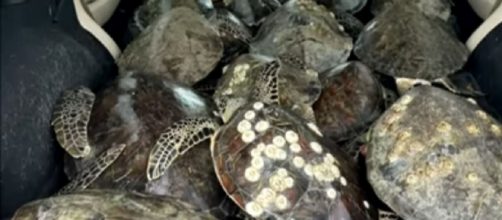 Thousands of "cold-stunned" sea turtles rescued from Texas storm. [Image source/Global News YouTube video]