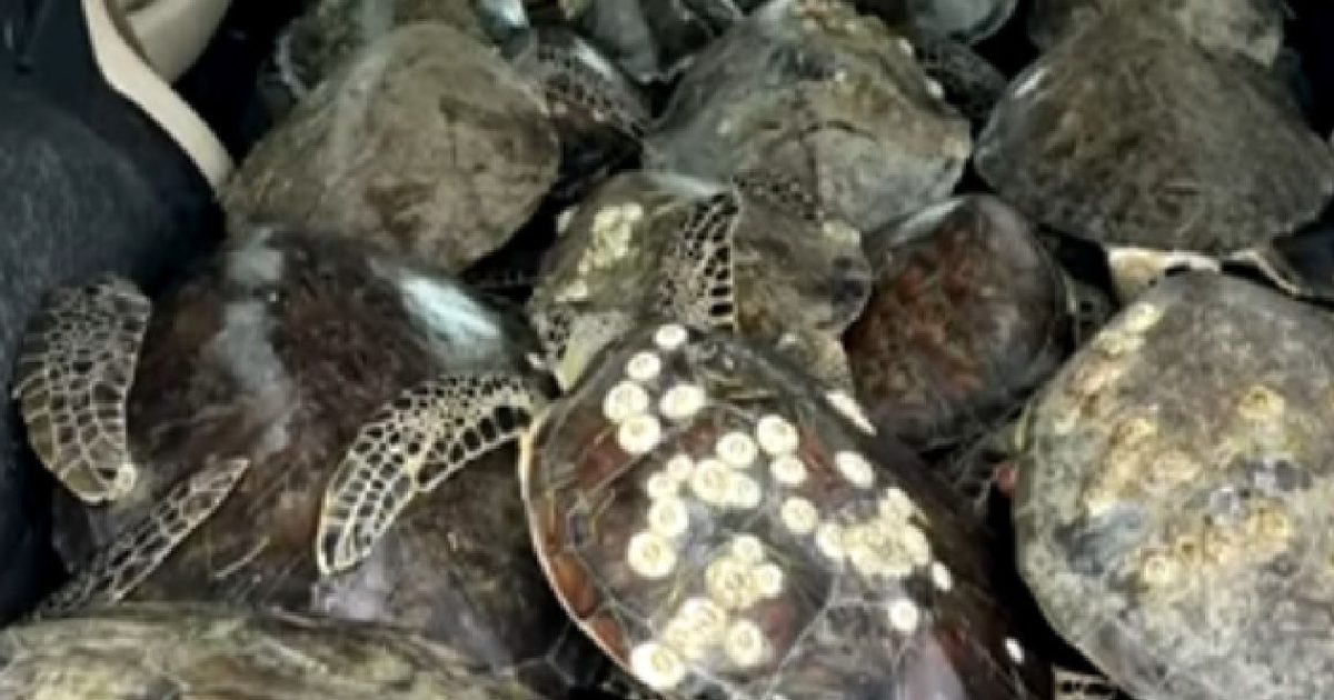 Winter storm in Texas leaves thousands of sea turtles suffering from ...