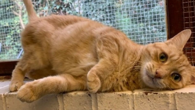 L'adoption de ce chat ne se passe pas comme prévue - Photo capture d'écran Facebook