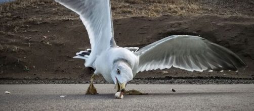 Las gaviotas son aves oportunistas que se alimentan de lo que encuentran. (Foto: Pixabay)