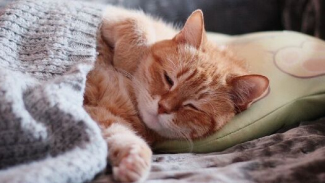 Image d'illustration - Source : Pixabay