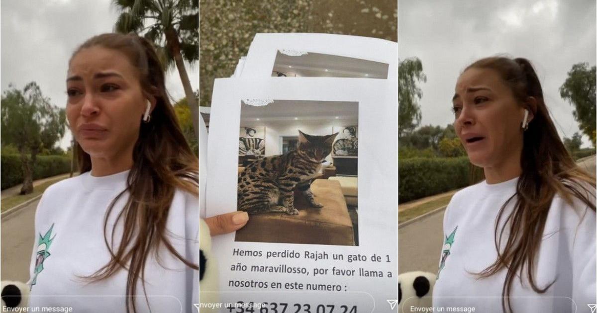 Alix En Larmes Son Chat Rajah A Disparu J Ai L Impression D Avoir Perdu Mon Enfant