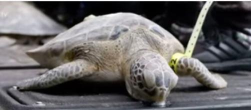 Sea turtles rescued in Texas close to returning to ocean. (Image source: ABC News/YouTube)