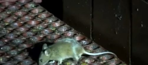 Rats invaded famous restaurants when business closed for the night (Image source: Inside Edition/YouTube)