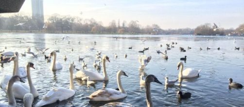 Cisnes en el Lago Serpentine en Londres