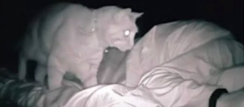 Elle place une caméra pour voir son chat la nuit, la vidéo fait le buzz ©capture d'écran vidéo Youtube