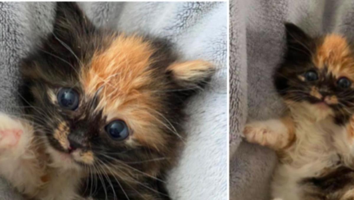 Un Chaton Abandonne Fait Tout Pour Gagner Le Cœur D Un Chiot