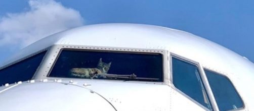 Un chat prend le contrôle d'un avion - Photo capture d'écran Twitter