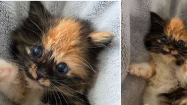 Ce chaton fait tout pour devenir ami avec un chien - ©captures d'écran Facebook keesha.roberts.18