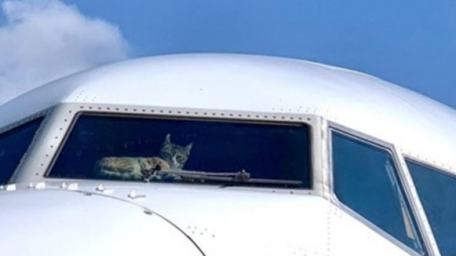 Un chat prend le contrôle d'un avion - Photo capture d'écran Twitter