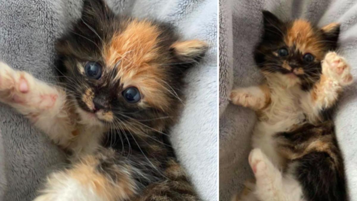 Un Chaton Abandonne Fait Tout Pour Gagner Le Cœur D Un Chiot