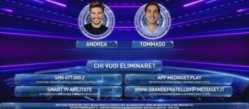 gfvip secondo i sondaggi tommaso e favorito su zelletta