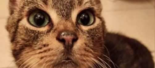 Rio le petit chat qui cherche une famille - Photo capture d'écran Facebook