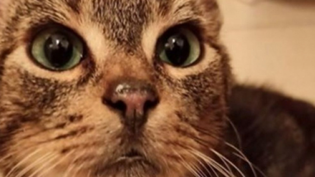 Rio le petit chat qui cherche une famille - Photo capture d'écran Facebook