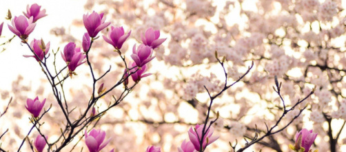 Oroscopo primavera: stagione vigorosa per Gemelli e ruggente per Leone