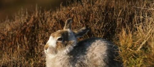 Mountain hares are victims of climate change (Image source: BBC Earth/YouTube)