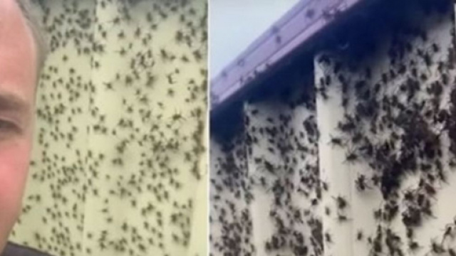 Des milliers d'araignées envahissent l'Australie - Photo captures d'écran vidéo