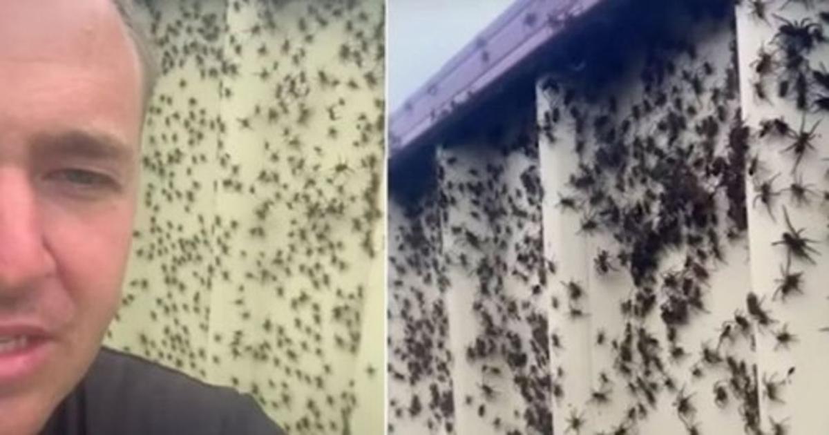 Invasion d'araignée en australie