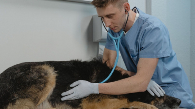 Il sera bientôt possible de se faire vacciner par le dentiste ou le vétérinaire - Photo capture d'écran Pexel