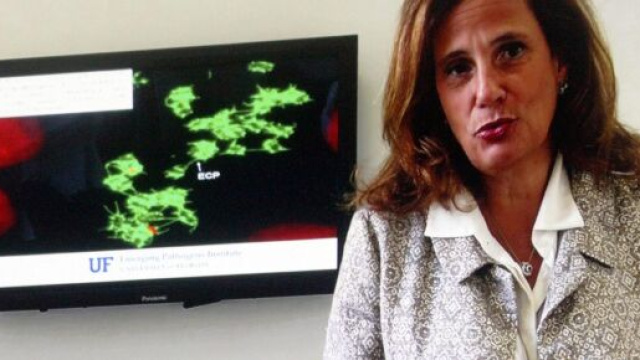 Coronavirus, Ilaria Capua: 'Virus non andrà via neanche con il vaccino'.