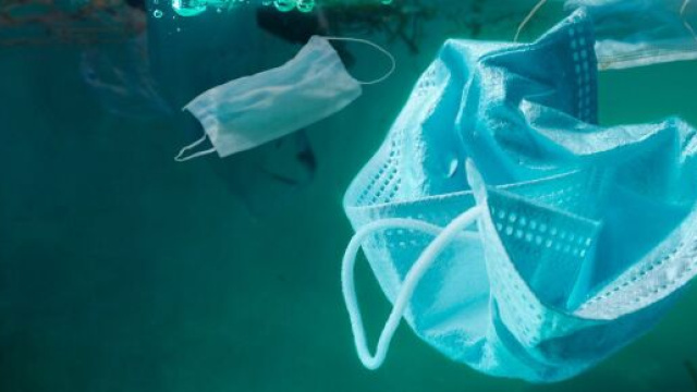 Filippine: mascherine invadono la barriera corallina - Fonte immagine livingcesenatico.it.