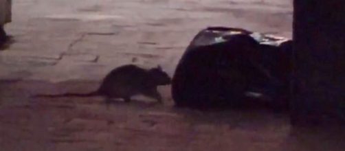 Rat infestation in Manhattan (Image source: CBS/YouTube)