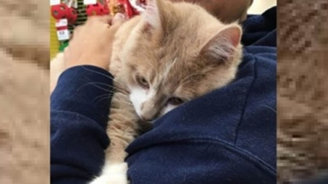 La vidéo d'un chat et sa maîtresse fait le buzz - Photo capture d'écran vidéo Facebook