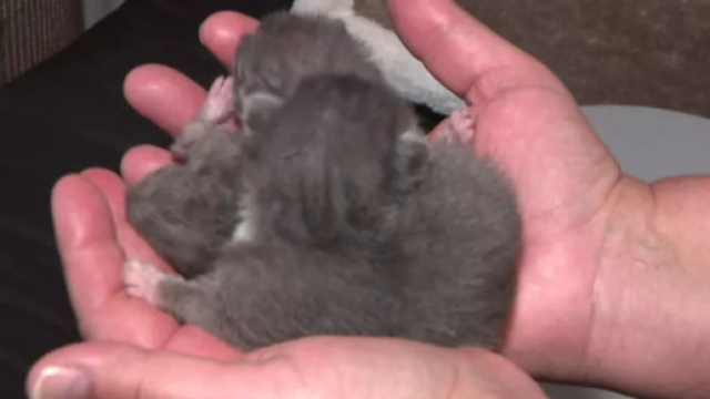 Le sauvetage de ces chatons fait le buzz - Photo © Caroline Jourret