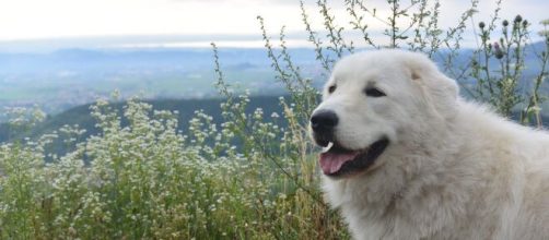 I farmaci per gli umani si potranno usare anche per gli animali domestici.