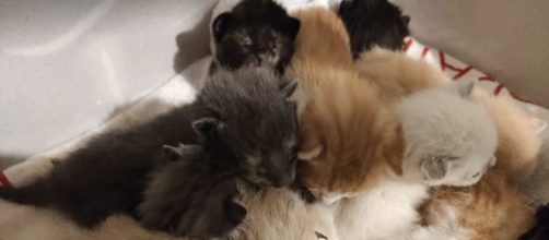14 chatons abandonnés, le coup de gueule d'une association - Photo capture d'écran photo Facebook