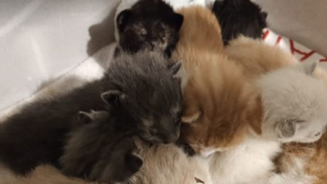 14 chatons abandonnés, le coup de gueule d'une association - Photo capture d'écran photo Facebook
